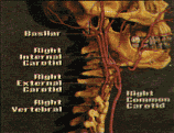 El Cuerpo Humano - 29 Kb
